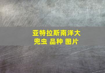 亚特拉斯南洋大兜虫 品种 图片